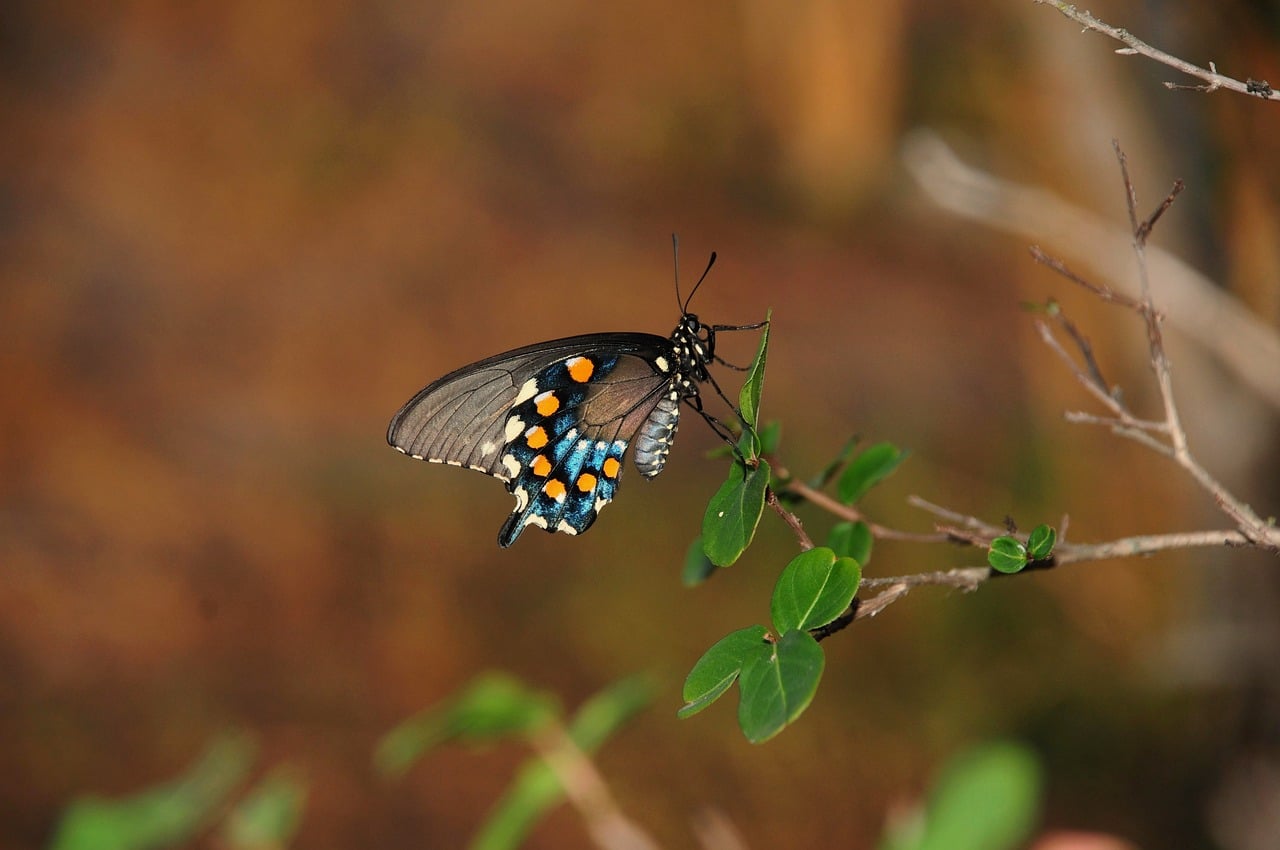 Biodiversité jardin : conseils pratiques pour enrichir votre espace extérieur