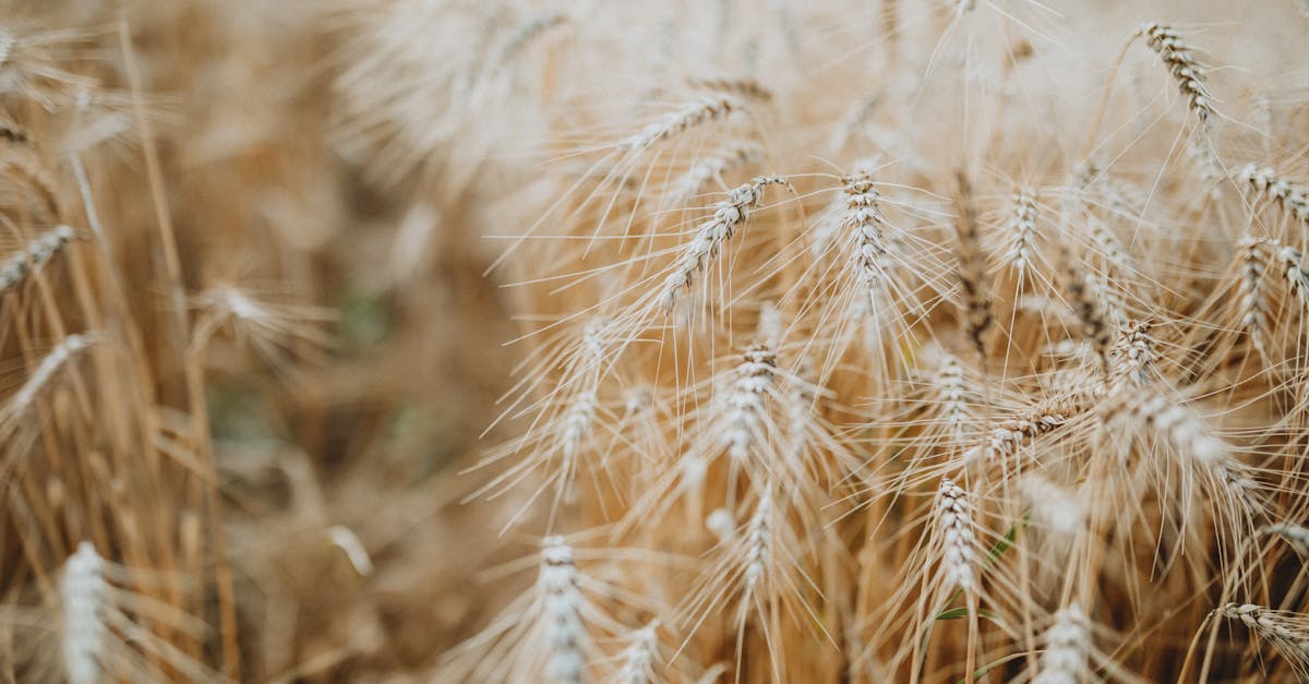 Plateformes écologiques : Comment choisir la meilleure option pour un avenir durable