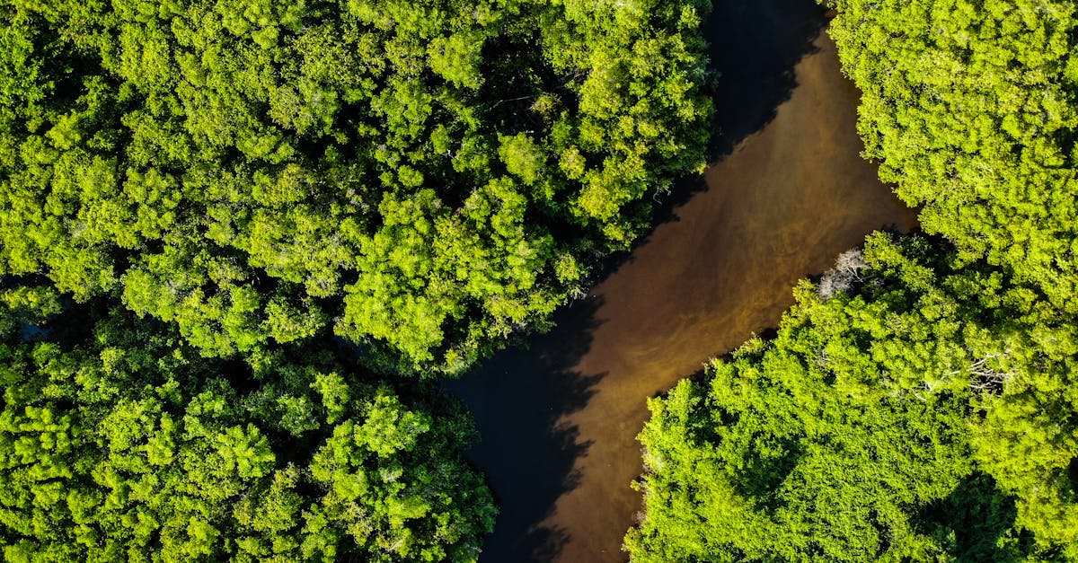 Préservation du climat : des actions concrètes pour un avenir durable