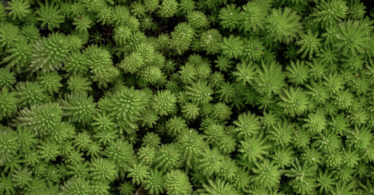 Droit à un environnement sain : pourquoi il est essentiel pour notre avenir