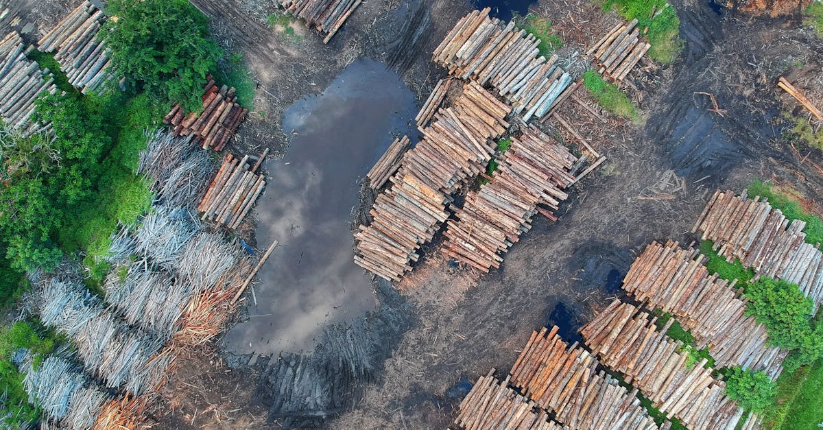 Déforestation : Comprendre les enjeux écologiques et sociaux