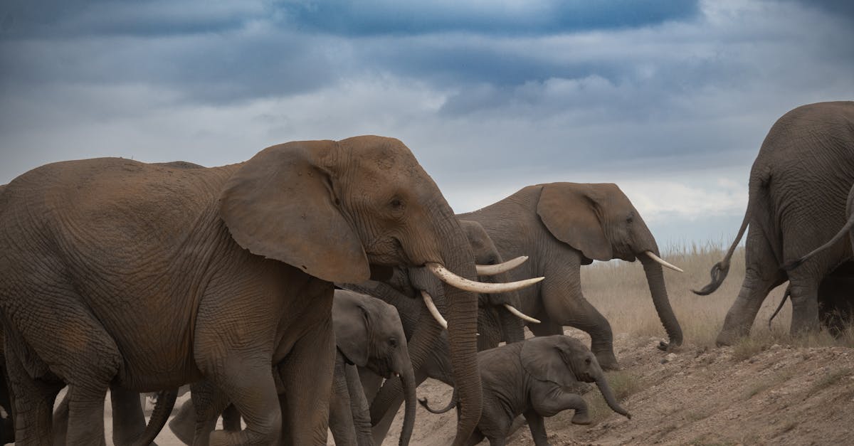 Groupes environnementaux : leur rôle essentiel dans la protection de la planète