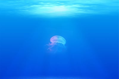 À la découverte de l’océan : un univers captivant en péril