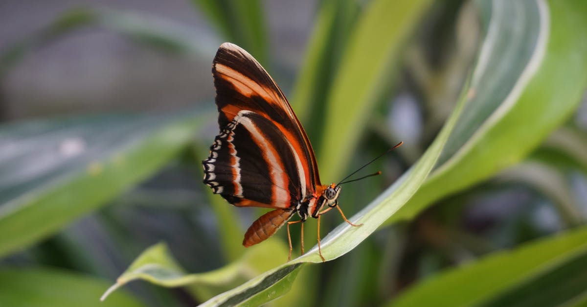 Écologie : Comprendre l’importance de la biodiversité pour notre avenir