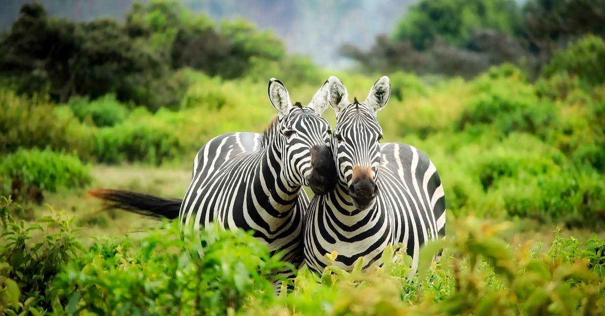 Efforts de conservation : pourquoi chaque geste compte pour la biodiversité