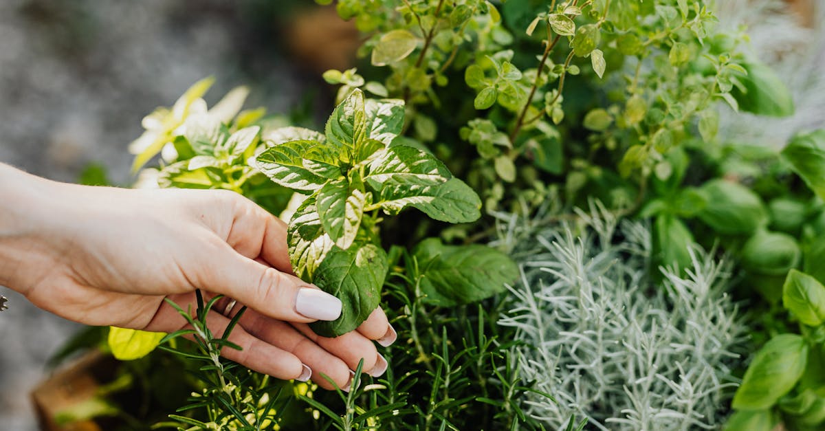 Permaculture : 10 conseils pour réussir votre jardin durable