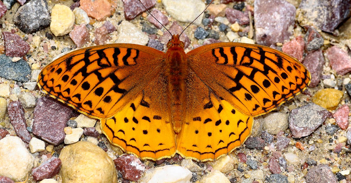 Biodiversité : Comprendre son Importance pour l’Équilibre Écologique
