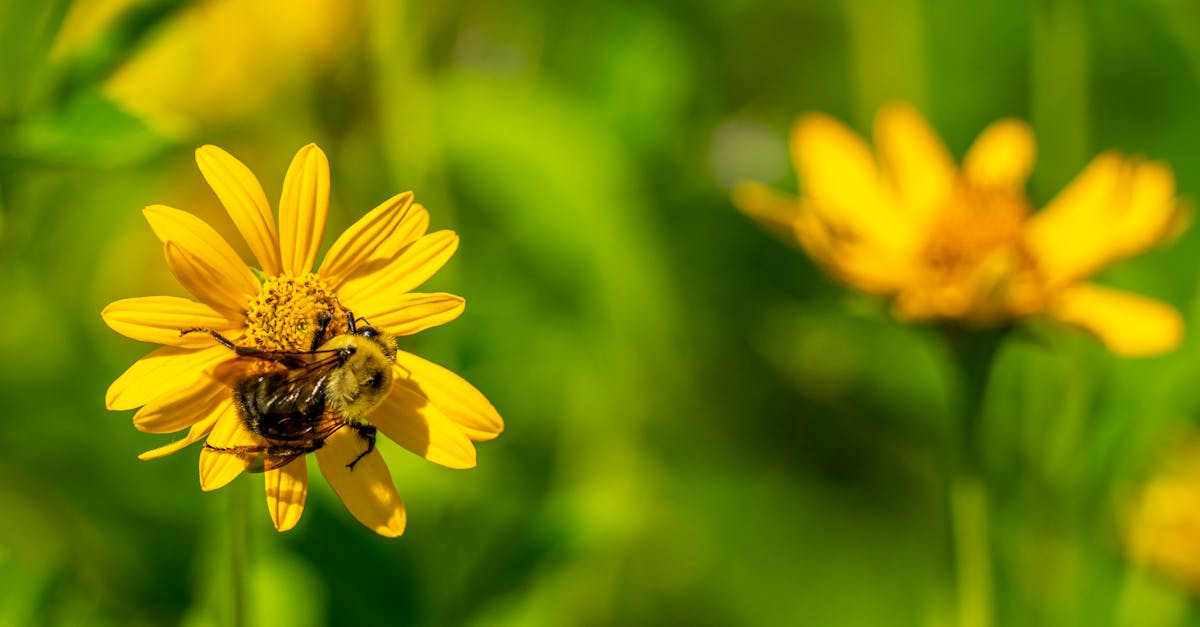 Biodiversité terrestre : enjeux et préservation des écosystèmes