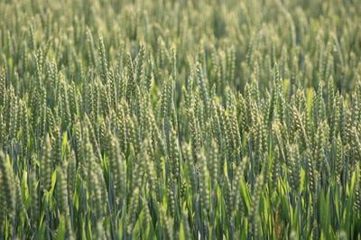 À la veille des JO d’hiver : quelles ambitions pour un événement respectueux de l’environnement ?