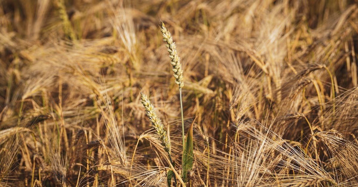 Économie biologique : comprendre les enjeux et les bénéfices pour l’environnement