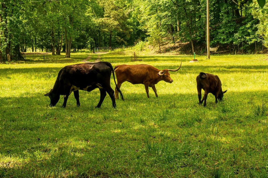 découvrez comment réduire votre empreinte carbone et contribuer à la protection de l'environnement. apprenez les mesures simples et efficaces pour minimiser votre impact écologique au quotidien.