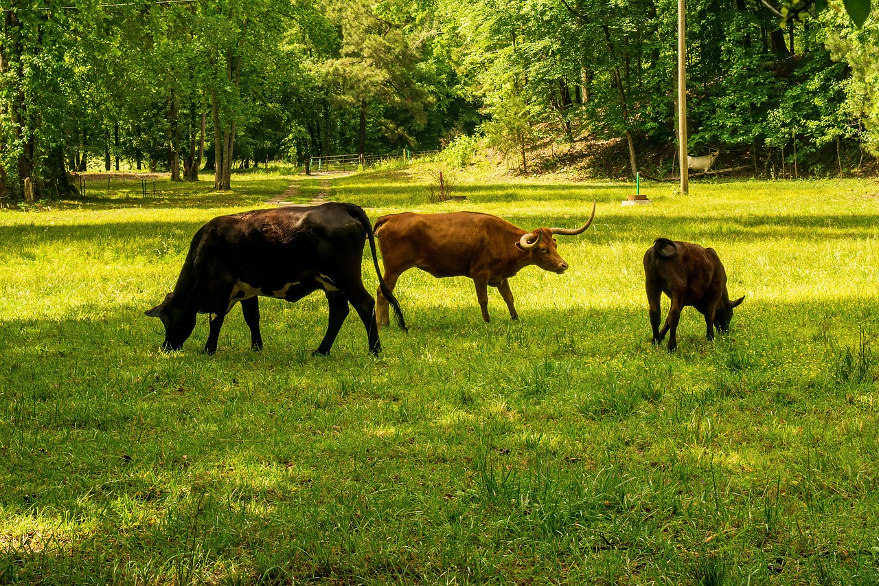 découvrez tout sur l'empreinte carbone : ses impacts sur l'environnement, comment la mesurer et des stratégies pour la réduire afin de soutenir un développement durable.