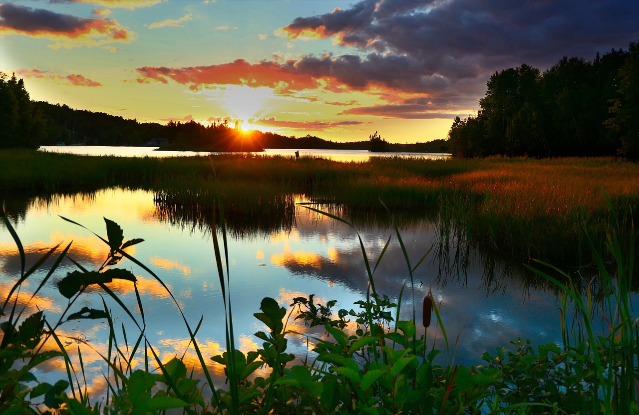 découvrez la richesse et la diversité des écosystèmes à travers le monde. apprenez comment ces systèmes interconnectés soutiennent la vie, régulent le climat et préservent notre environnement. explorez l'importance de la biodiversité et des interactions entre les espèces dans la protection de notre planète.