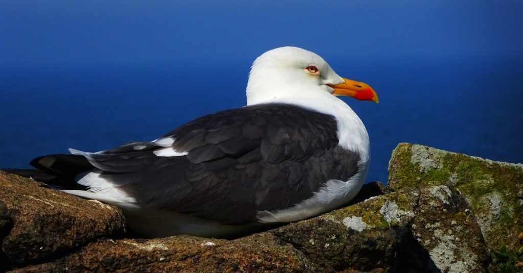 découvrez la richesse des écosystèmes, leurs interactions complexes et leur importance pour la biodiversité. explorez comment chaque élément joue un rôle crucial dans l'équilibre de notre planète et apprenez les méthodes de préservation nécessaires pour garantir un avenir durable.