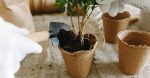 découvrez l'importance de la reforestation pour notre planète. apprenez comment cette pratique contribue à la lutte contre le changement climatique, préserve la biodiversité et améliore la qualité de l'air. engagez-vous pour un futur plus vert grâce à des initiatives de reforestation.