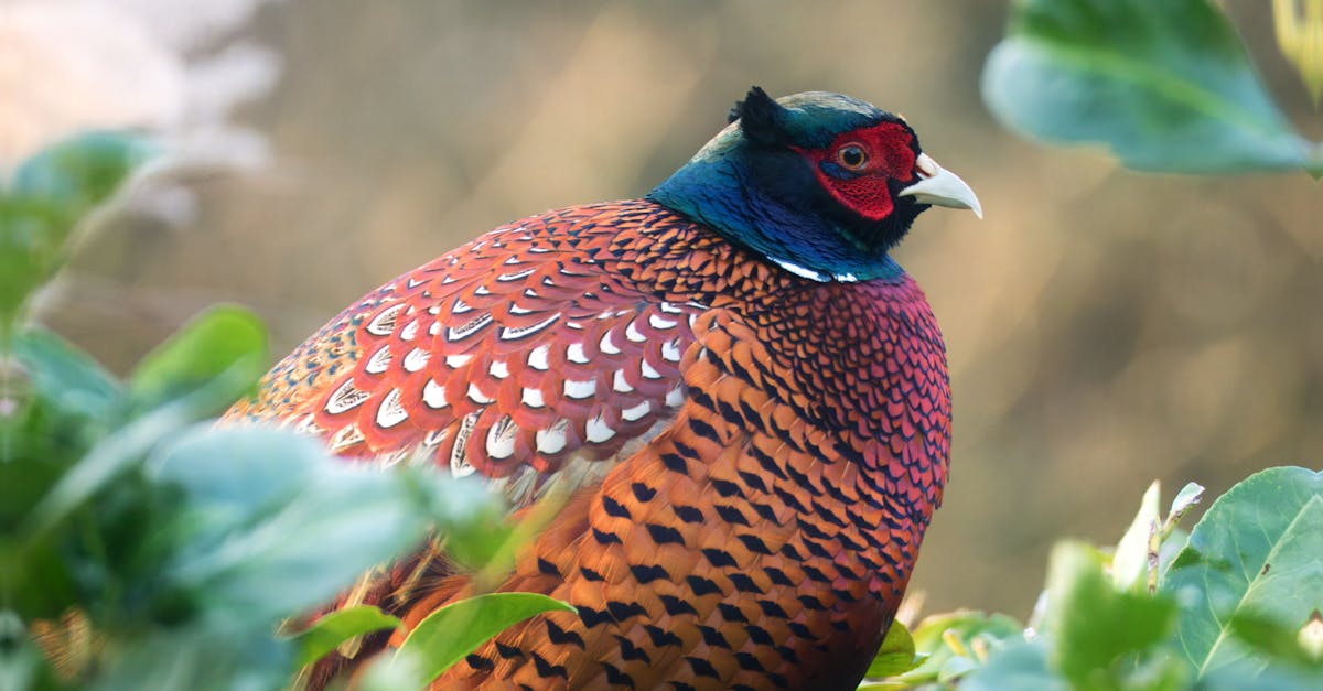 découvrez les enjeux et les conséquences de la perte de biodiversité, un phénomène alarmant qui menace les écosystèmes et la beauté de notre planète. informez-vous sur les actions que nous pouvons entreprendre pour préserver la diversité biologique et assurer un avenir durable.
