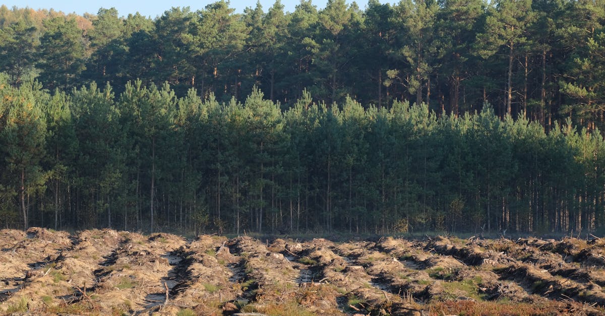 découvrez les enjeux de la perte de biodiversité, ses conséquences sur les écosystèmes et l'importance de préserver notre patrimoine naturel. informez-vous sur les actions à entreprendre pour protéger la biodiversité et promouvoir un avenir durable.