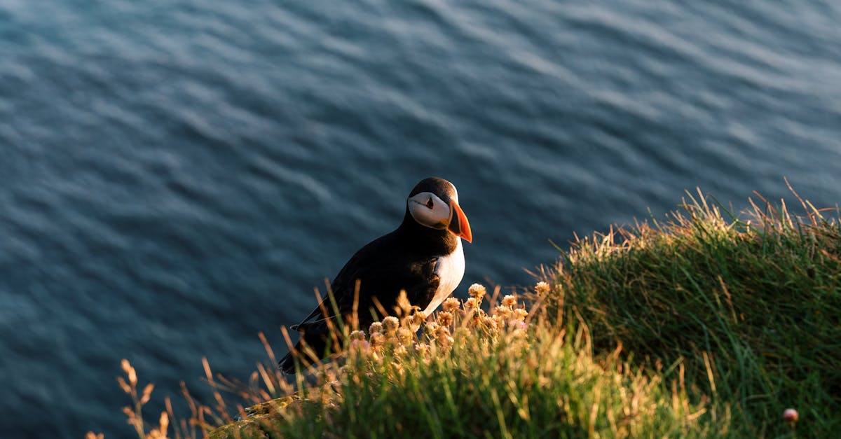découvrez les enjeux cruciaux liés à la perte de biodiversité et son impact sur les écosystèmes, la santé humaine et l'économie. informez-vous sur les causes, les conséquences et les solutions pour préserver notre planète et les espèces qui l'habitent.