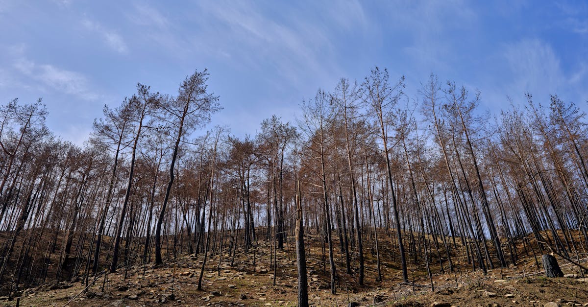 découvrez des techniques innovantes et durables pour la restauration des habitats. apprenez comment rétablir l'équilibre écologique et préserver la biodiversité tout en contribuant à la santé des écosystèmes.