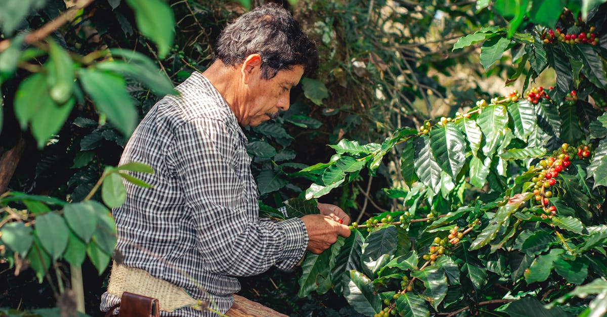 découvrez l'agriculture durable, une approche innovante qui préserve l'environnement tout en répondant aux besoins alimentaires. apprenez comment cette méthode favorise la biodiversité, utilise les ressources de manière responsable et soutient les communautés locales.