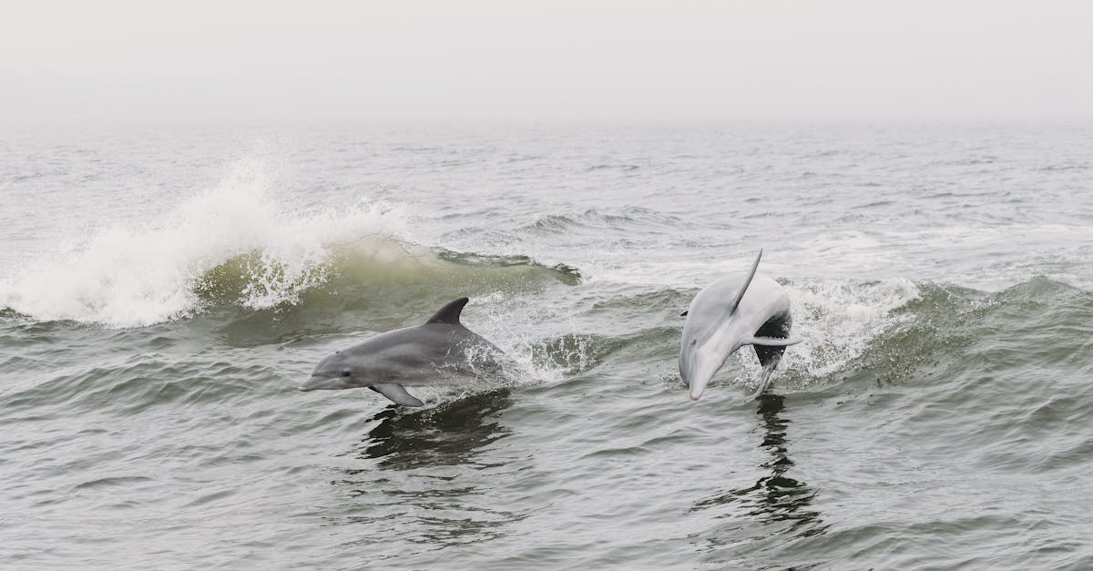 découvrez des actions concrètes pour préserver notre environnement. engagez-vous dans des initiatives éco-responsables et apprenez comment chacun peut contribuer à la protection de notre planète.