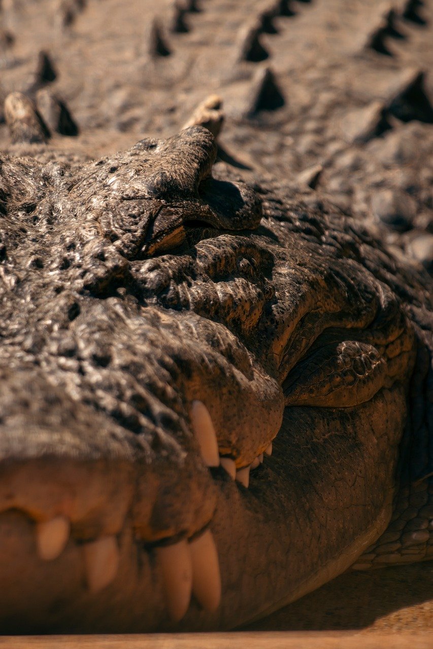 découvrez l'australie, un pays fascinant connu pour ses paysages époustouflants, sa faune unique et ses célèbres sites emblématiques comme l'opéra de sydney et la grande barrière de corail. partez à l'aventure en océanie !