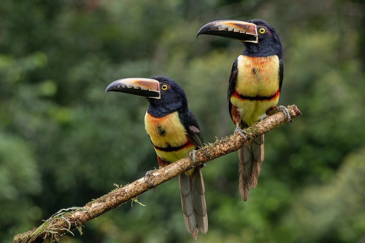 découvrez les forêts tropicales : leur biodiversité exceptionnelle, leur rôle crucial pour l’environnement et les menaces qui pèsent sur ces écosystèmes fascinants. informez-vous sur la préservation des forêts tropicales.