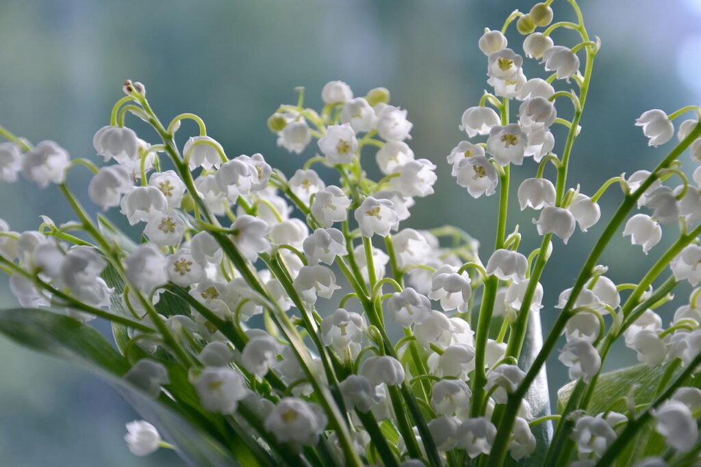 d&eacute;couvrez les secrets et la beaut&eacute; du muguet, une fleur d&eacute;licate et parfum&eacute;e symbole de bonheur et de renouveau au printemps.