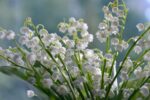 d&eacute;couvrez les secrets et la beaut&eacute; du muguet, une fleur d&eacute;licate et parfum&eacute;e symbole de bonheur et de renouveau au printemps.