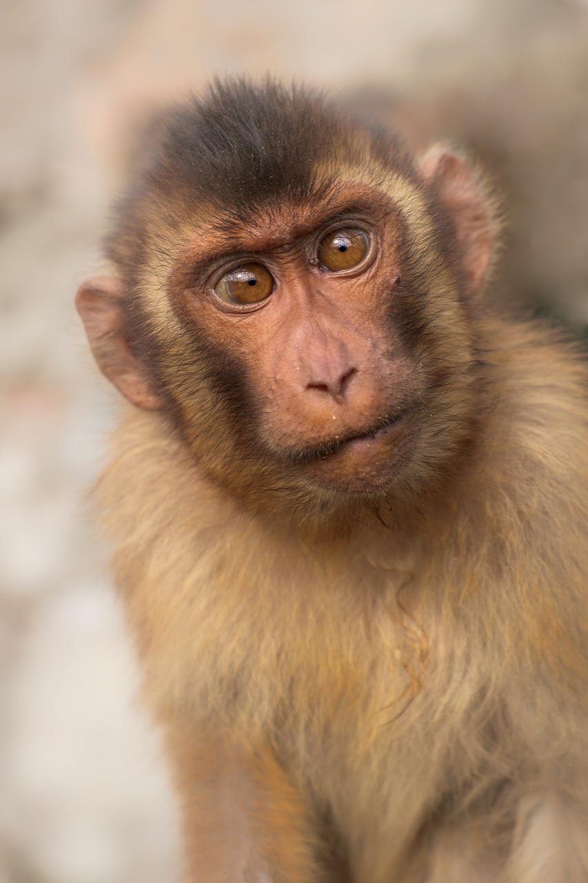 d&eacute;couvrez l'importance de la protection des for&ecirc;ts primaires pour la pr&eacute;servation de la biodiversit&eacute; et la lutte contre le changement climatique.