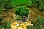 d&eacute;couvrez l'importance de la protection des for&ecirc;ts primaires pour pr&eacute;server la biodiversit&eacute;, combattre le changement climatique et soutenir les &eacute;cosyst&egrave;mes vitaux.
