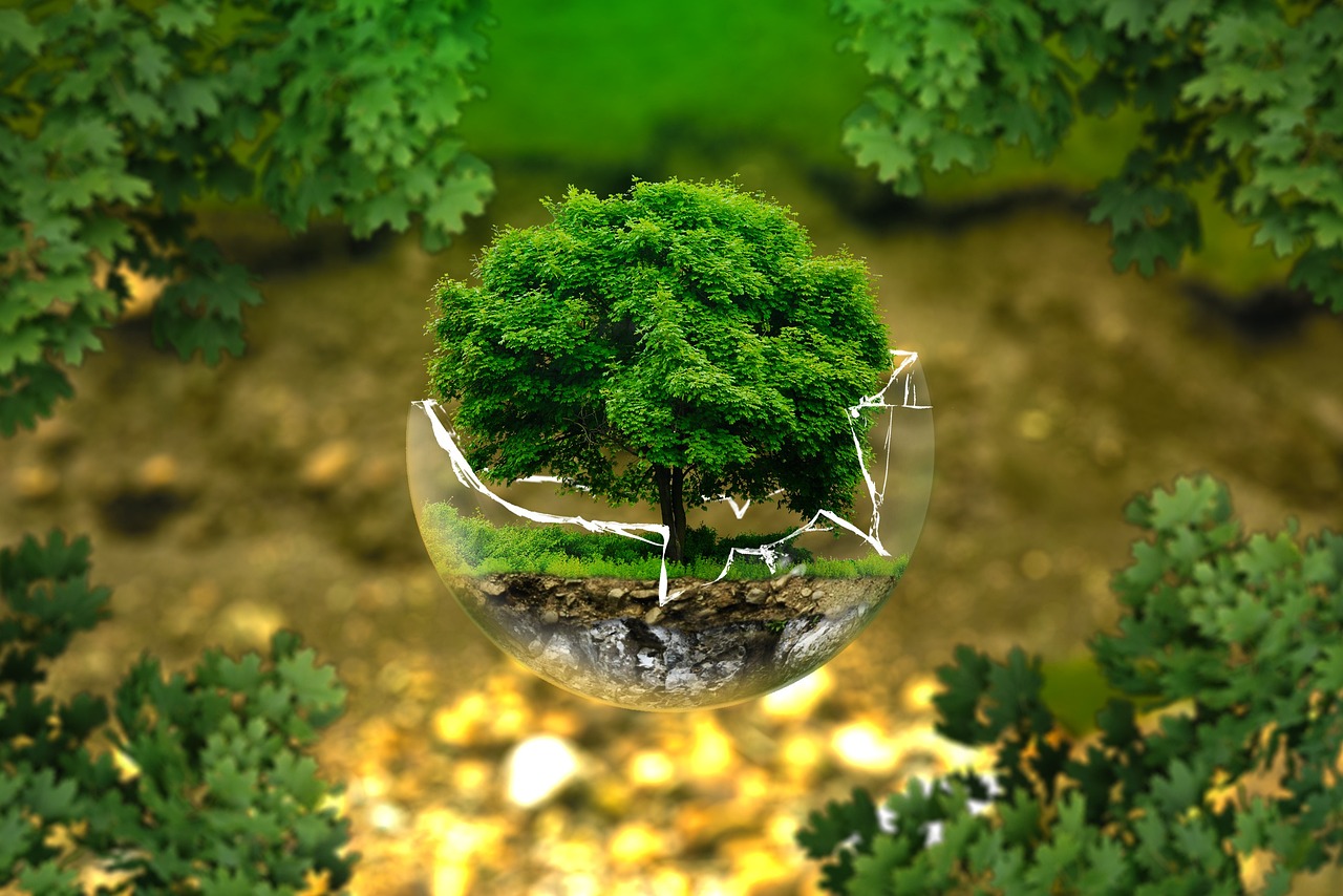 d&eacute;couvrez l'importance de la protection des for&ecirc;ts primaires pour pr&eacute;server la biodiversit&eacute;, combattre le changement climatique et soutenir les &eacute;cosyst&egrave;mes vitaux.