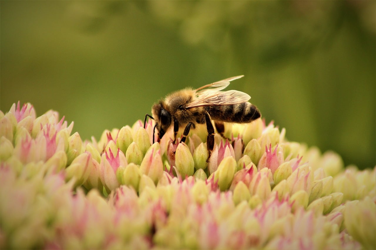 d&eacute;couvrez l'importance de la biodiversit&eacute; dans les jardins pour pr&eacute;server les &eacute;cosyst&egrave;mes, favoriser la pollinisation et cr&eacute;er des espaces naturels &eacute;quilibr&eacute;s et durables.