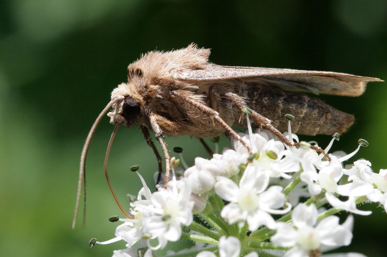 d&eacute;couvrez l'importance de la biodiversit&eacute; dans votre jardin et apprenez comment favoriser un &eacute;cosyst&egrave;me sain et &eacute;quilibr&eacute;.