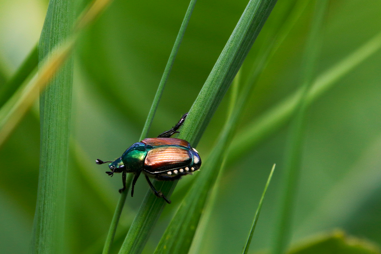 d&eacute;couvrez l'importance de la biodiversit&eacute; dans les jardins et comment favoriser un &eacute;cosyst&egrave;me riche et &eacute;quilibr&eacute; pour soutenir la faune et la flore locales.