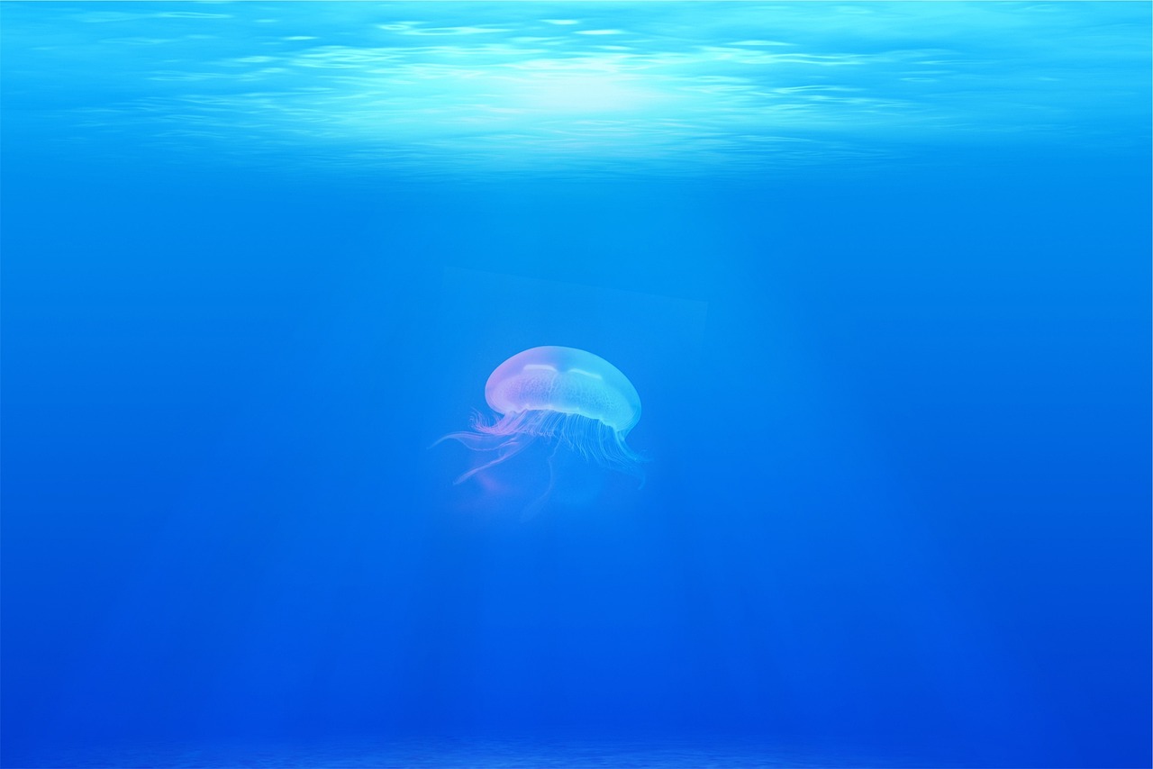 d&eacute;couvrez la beaut&eacute; et la grandeur de l'oc&eacute;an, un vaste monde marin rempli de merveilles naturelles, de biodiversit&eacute; et d'aventures inoubliables.