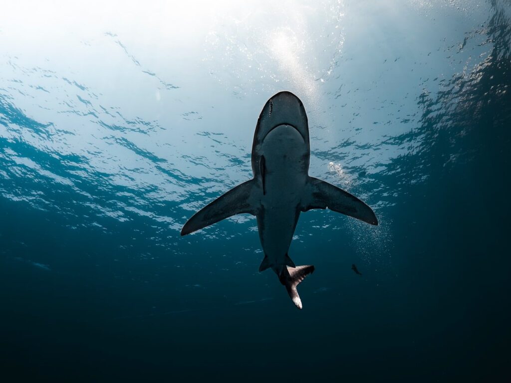 découvrez la beauté et la diversité des océans, leurs écosystèmes fascinants et leur importance cruciale pour la planète.