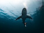 d&eacute;couvrez la beaut&eacute; et la diversit&eacute; des oc&eacute;ans, leurs &eacute;cosyst&egrave;mes fascinants et leur importance cruciale pour la plan&egrave;te.