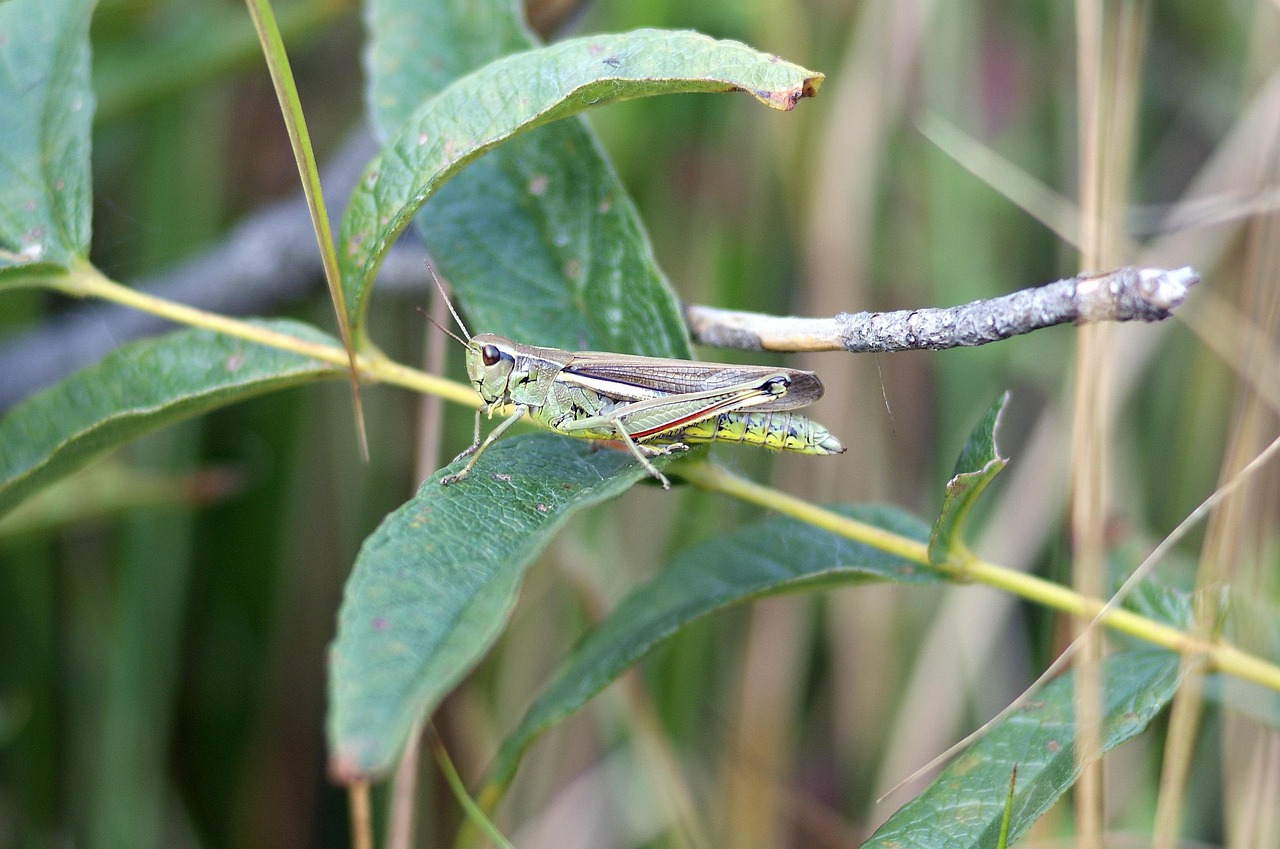 d&eacute;couvrez l'importance des tourbi&egrave;res, leur r&ocirc;le dans la conservation de la biodiversit&eacute; et la lutte contre le changement climatique.