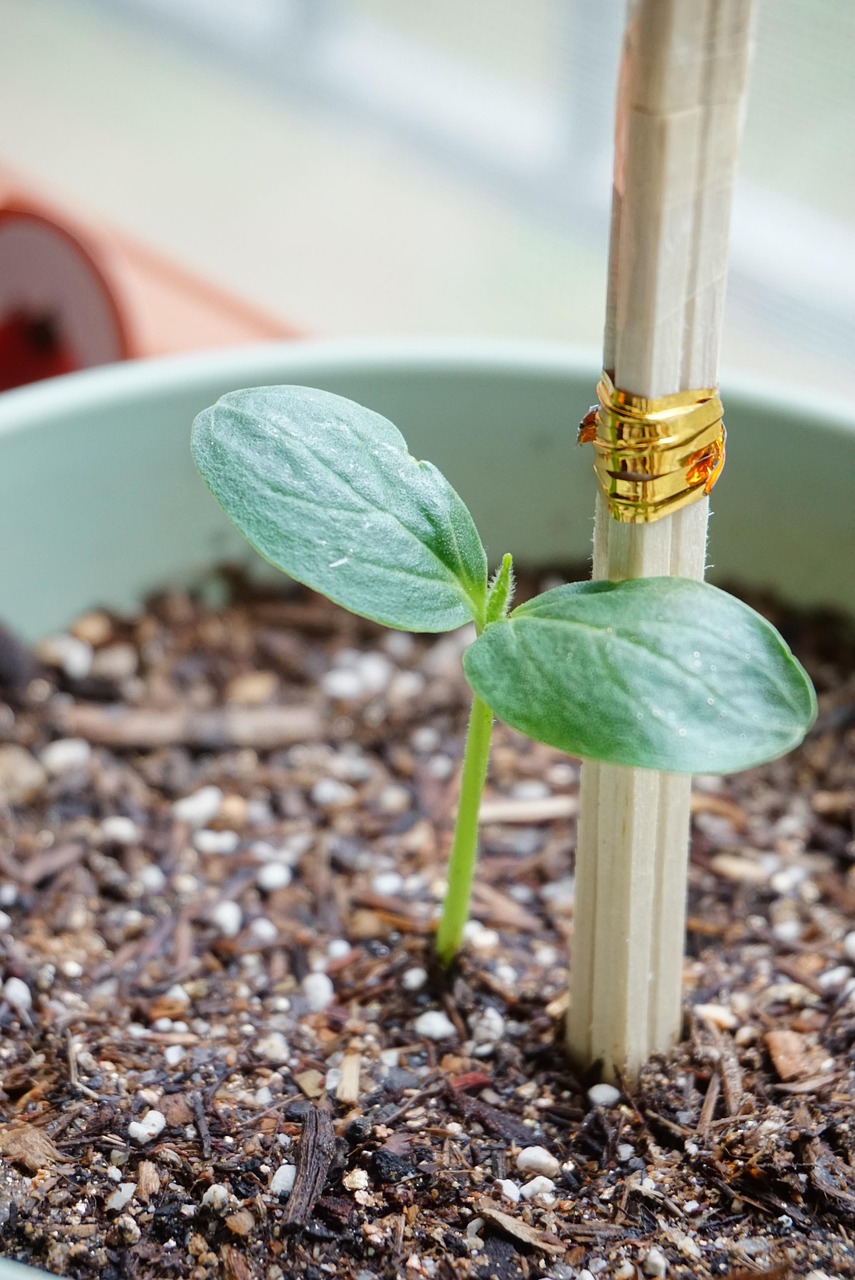 d&eacute;couvrez notre gamme de supports pour plantes, id&eacute;als pour maintenir vos v&eacute;g&eacute;taux en place et favoriser leur croissance harmonieuse, tout en embellissant votre espace.