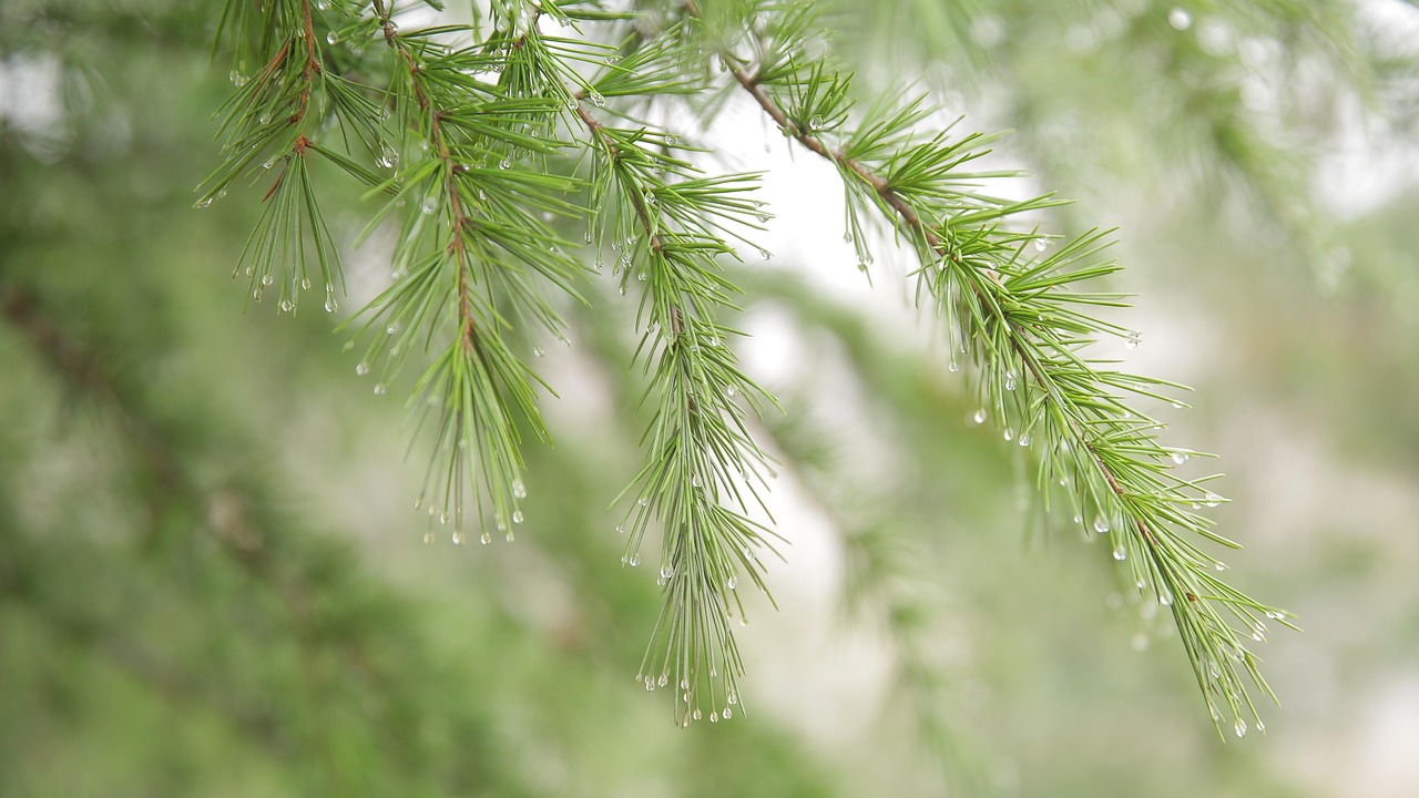d&eacute;couvrez les risques li&eacute;s aux r&eacute;servoirs d'eau de pluie et apprenez &agrave; les g&eacute;rer pour assurer la s&eacute;curit&eacute; et la sant&eacute; de votre foyer.
